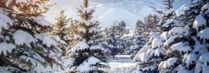 Snow Covered Trees